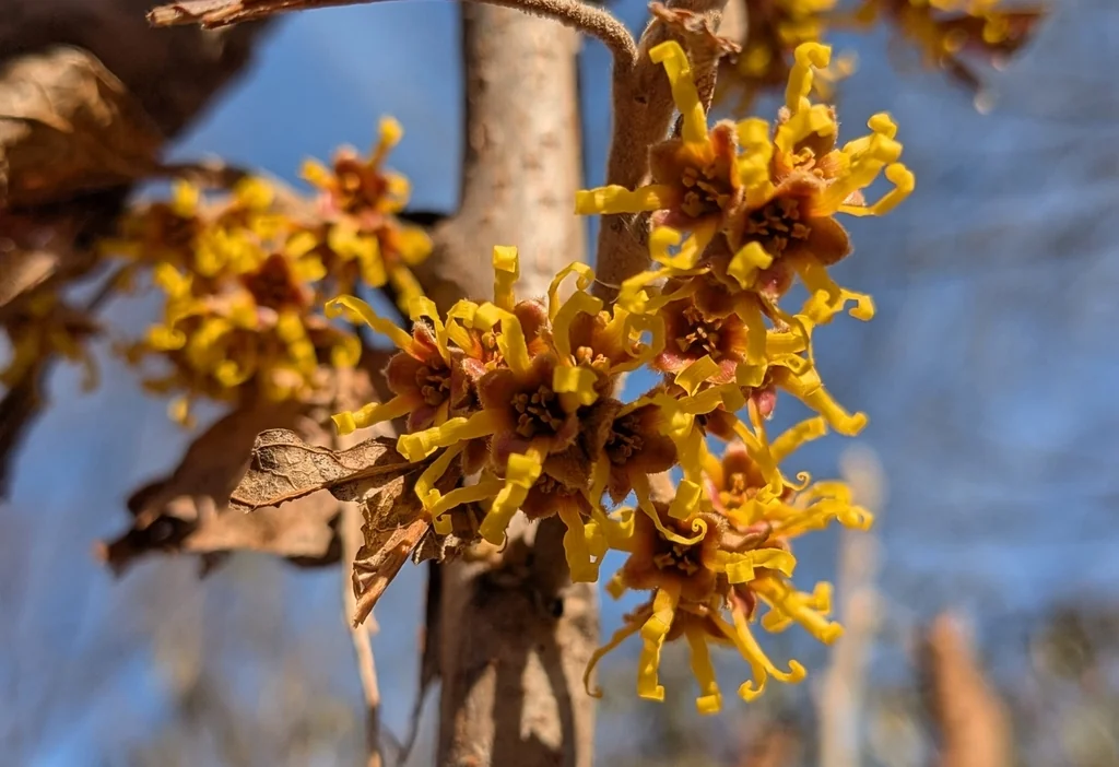 Hamamelis Vernalis