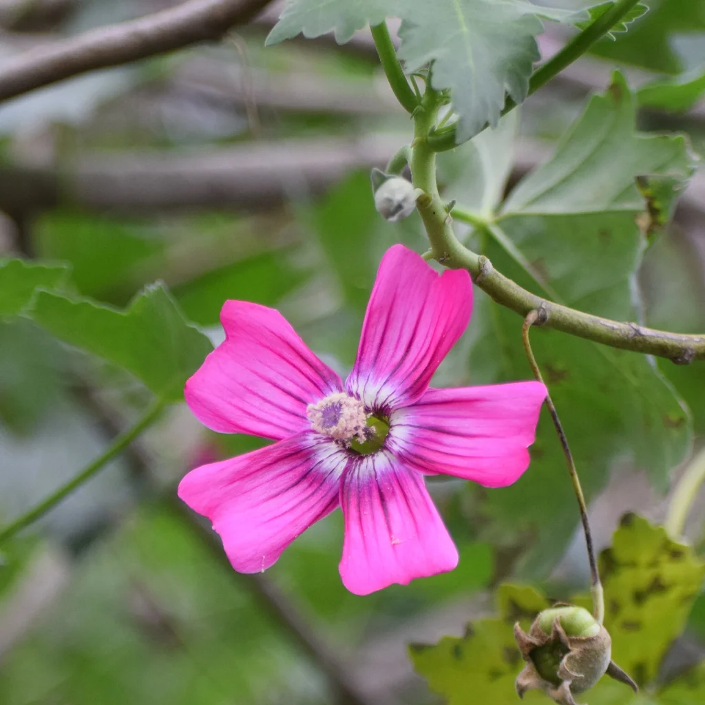 Lavatera Assurgentiflora