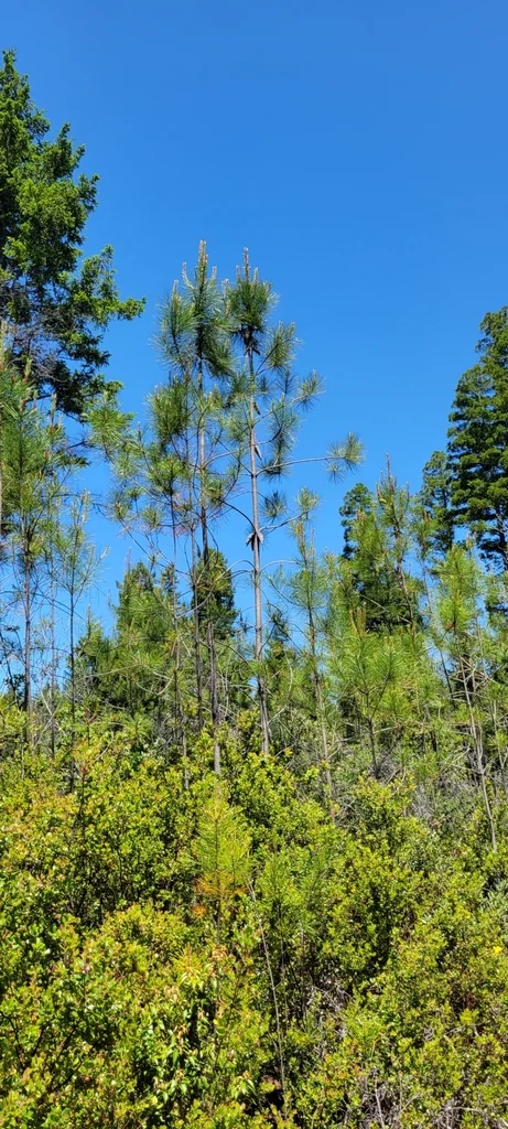 Pinus Attenuata