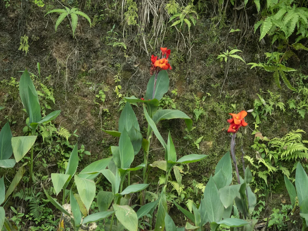 Canna generalis