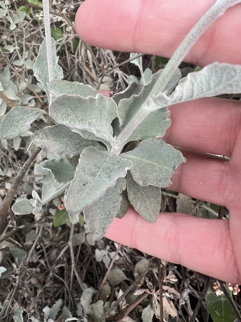 Eriogonum Cinereum