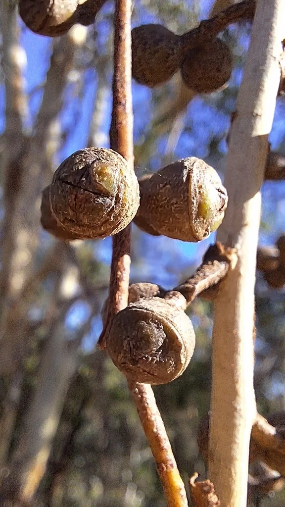 Eucalyptus Viminalis