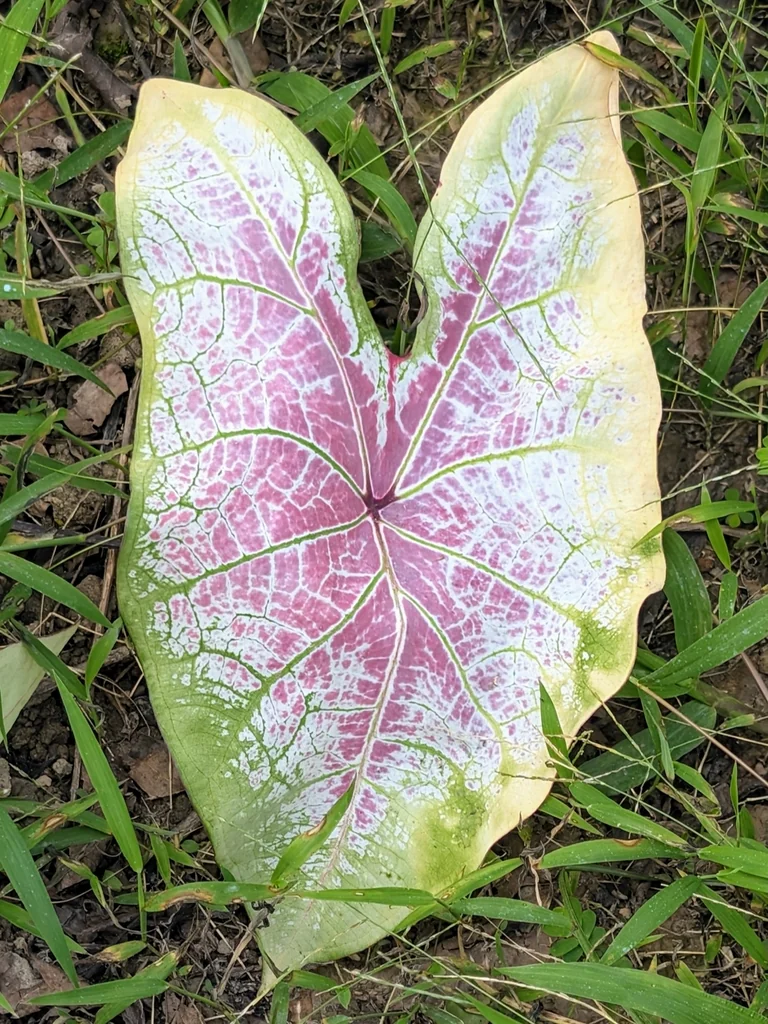 Caladium hortulanum