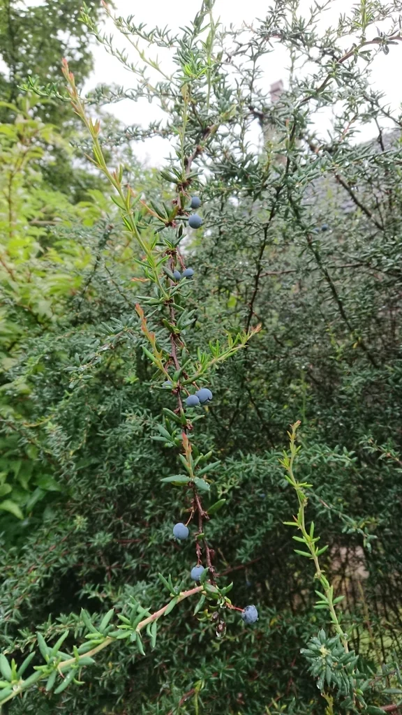 Berberis X Stenophylla