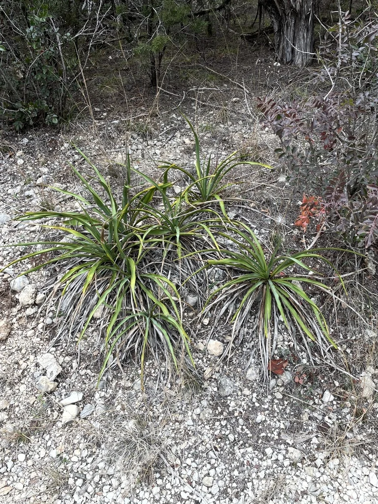 Yucca Rupicola