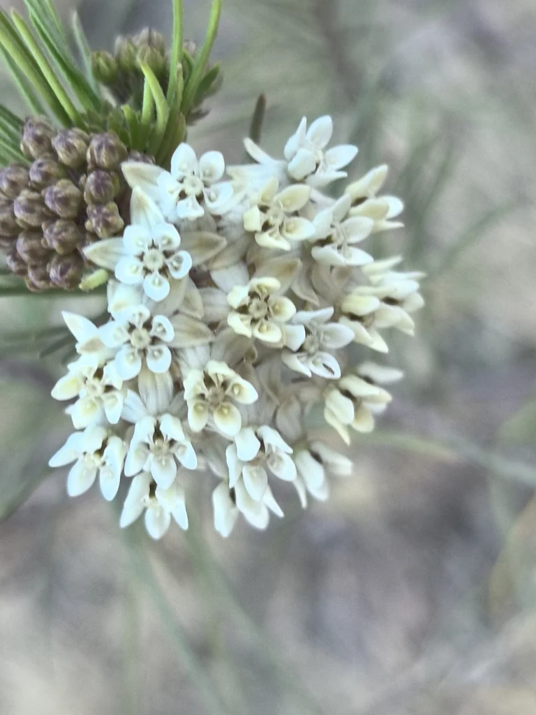Asclepias Linaria