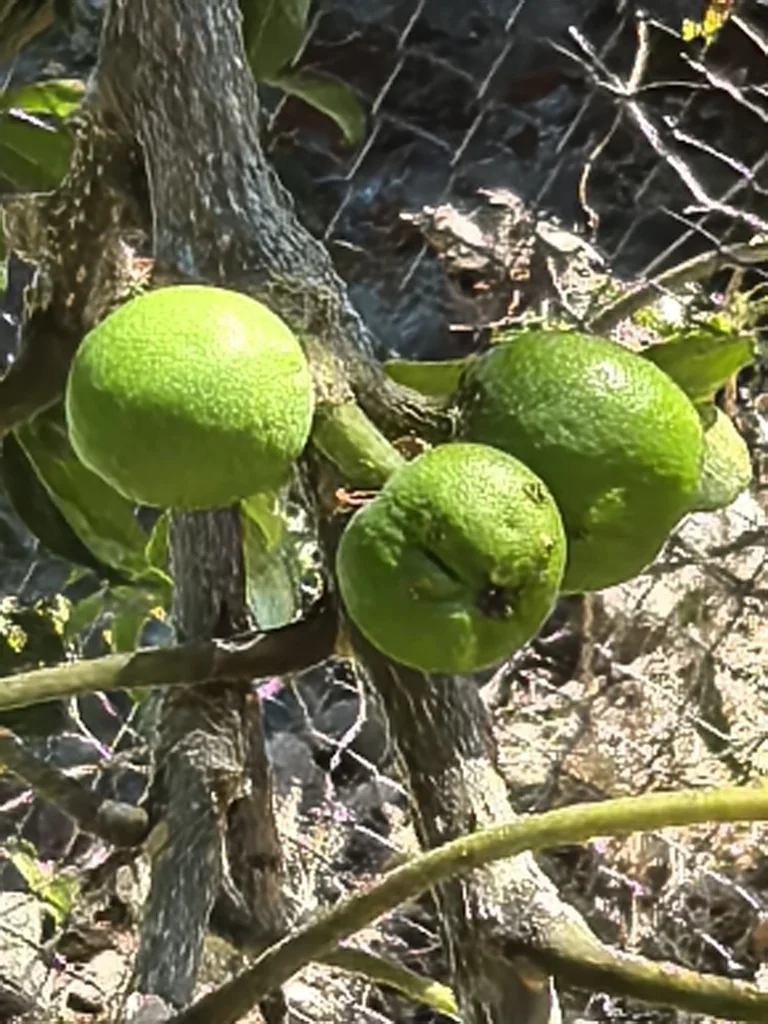Casimiroa Edulis