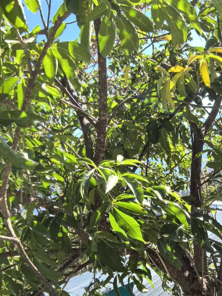 Casimiroa Edulis