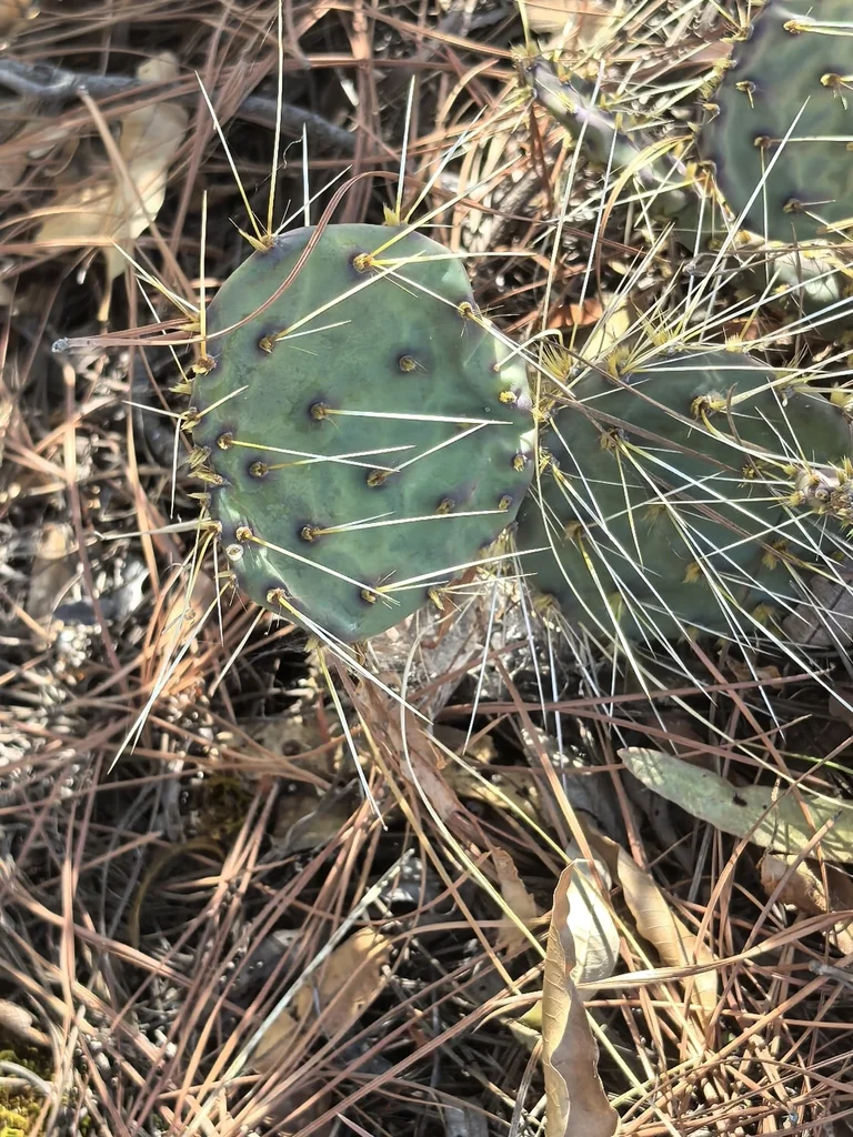 Opuntia Robusta