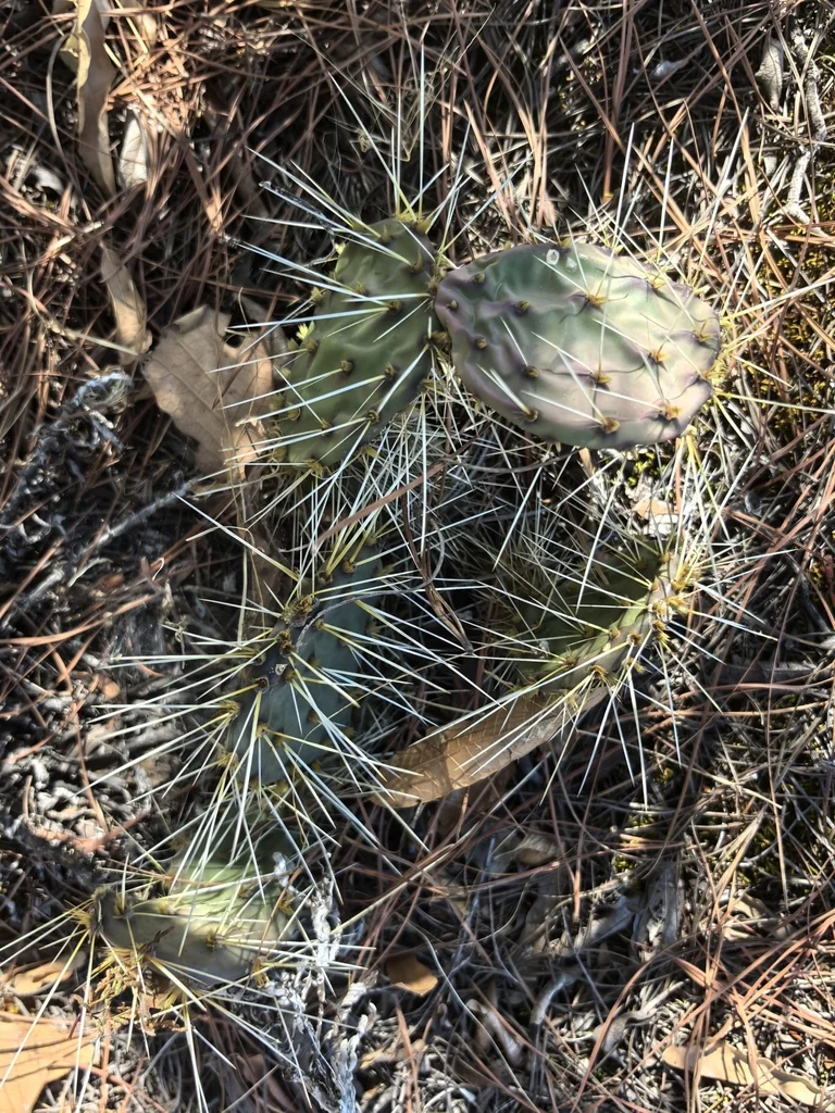 Opuntia Robusta