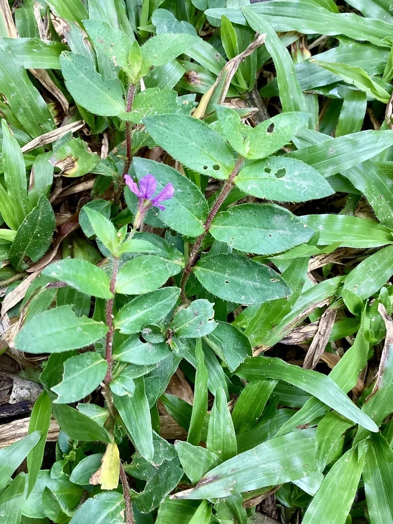 Cuphea Hyssopifolia