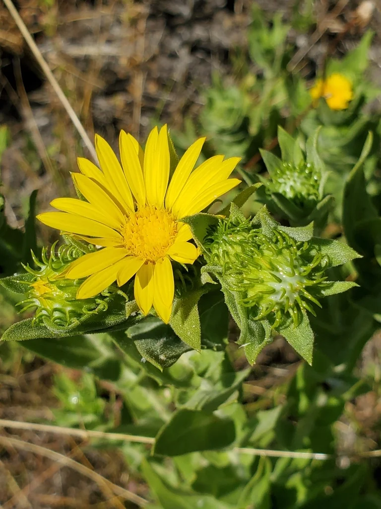 Grindelia Integrifolia