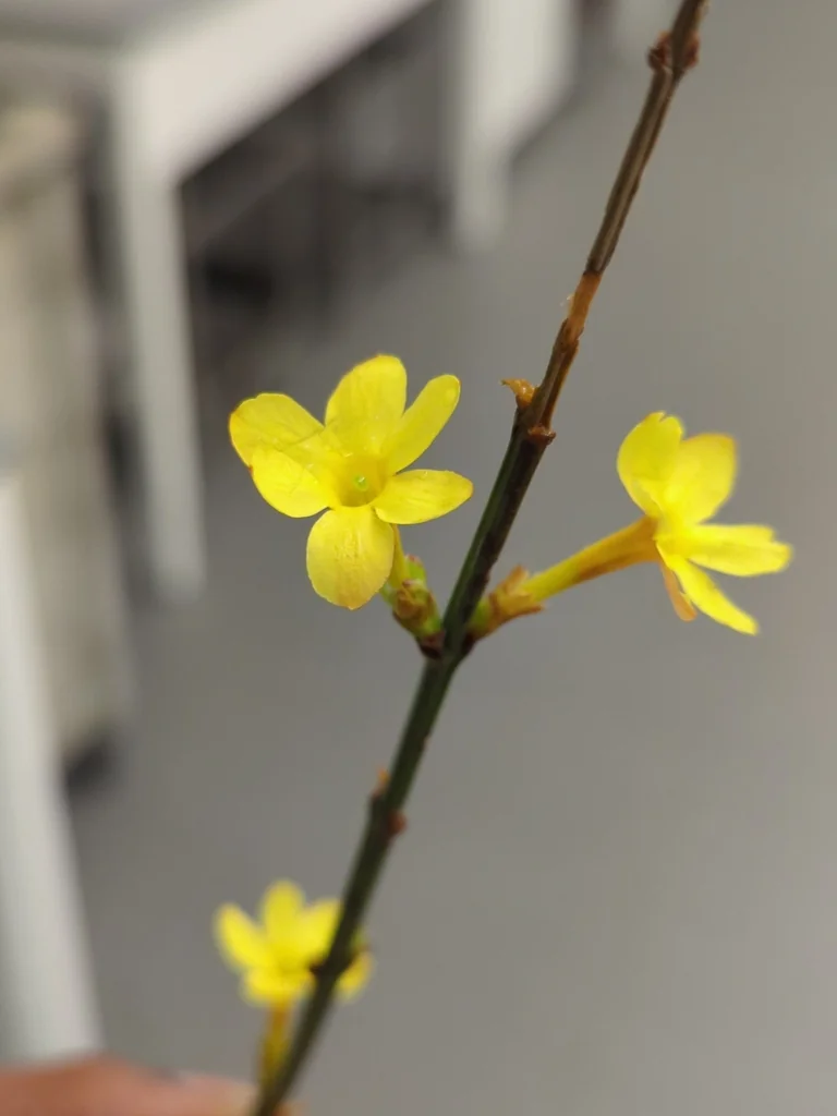 Jasminum Nudiflorum