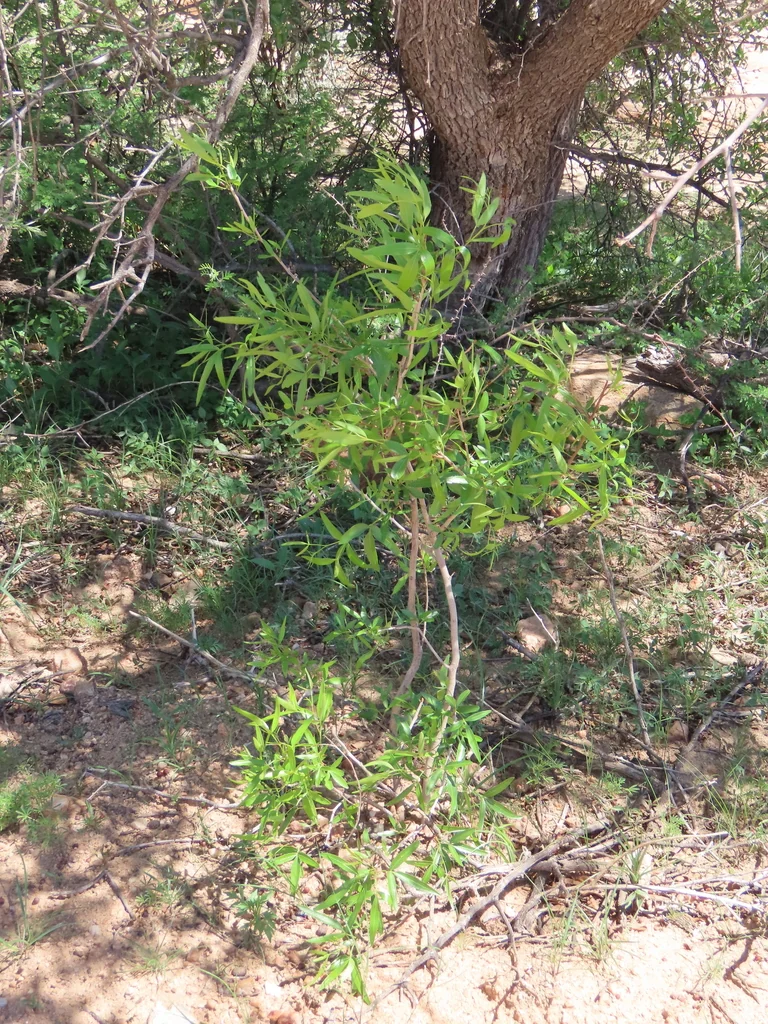 Rhus Lancea