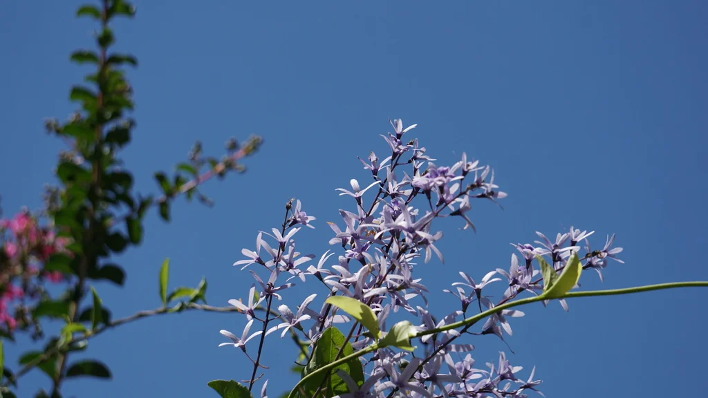 Petrea Volubilis
