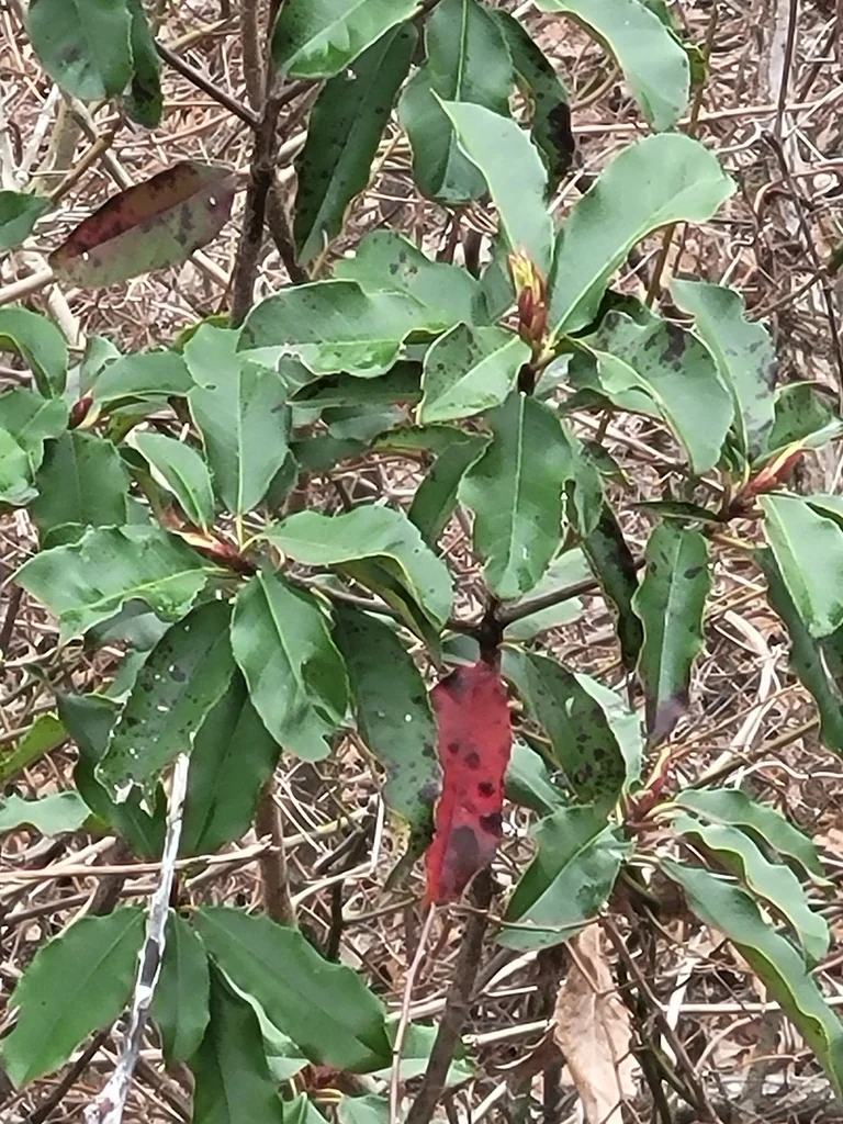 Photinia Serratifolia