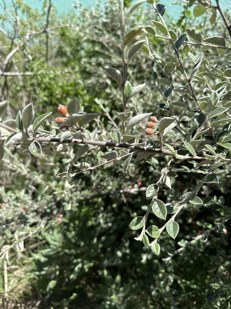Cotoneaster Franchetii