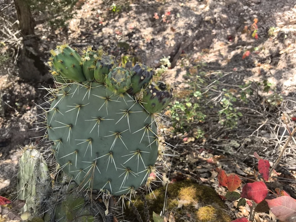 Opuntia Robusta