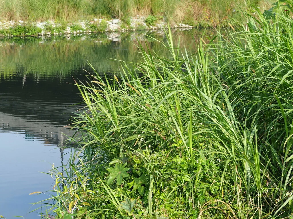 Pennisetum Purpureum