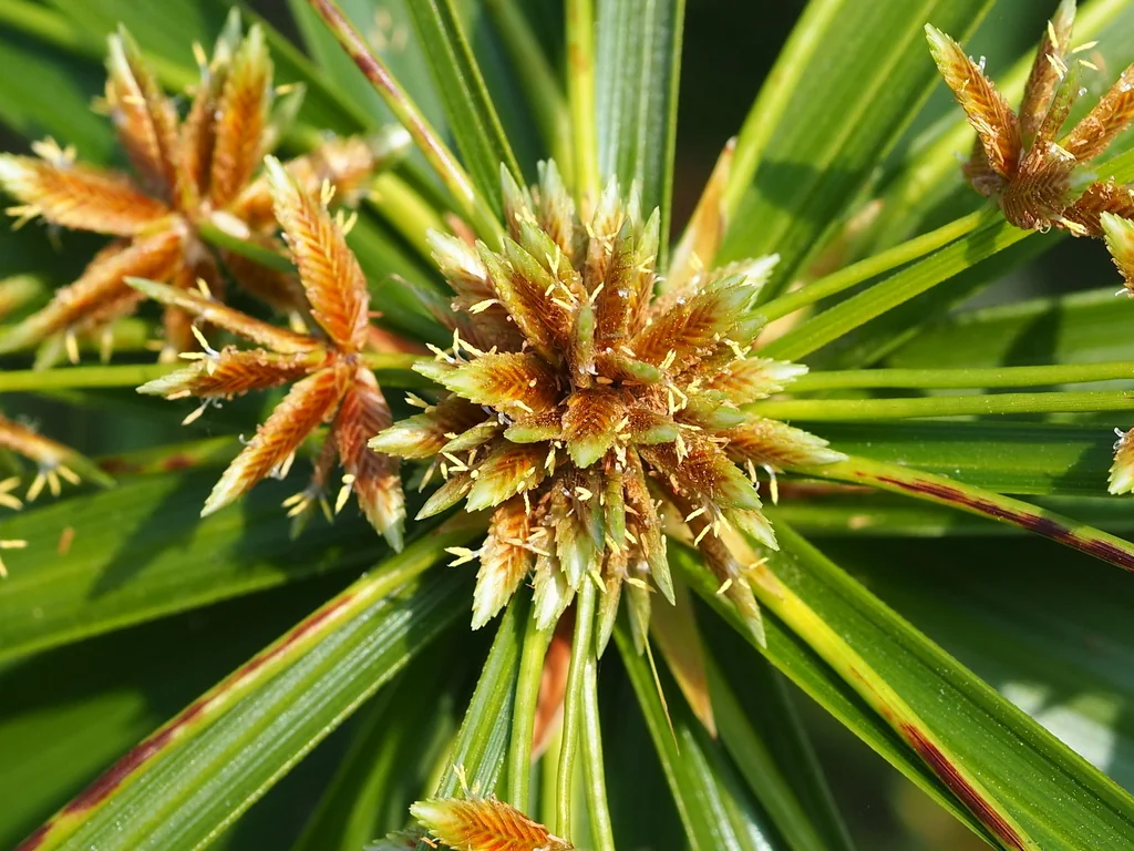 Cyperus involucratus