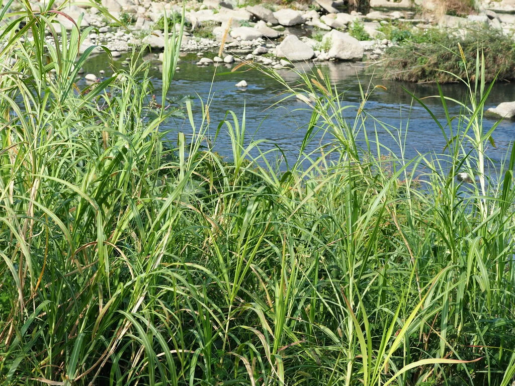 Pennisetum Purpureum