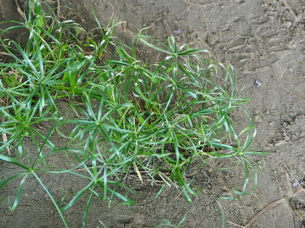 Cyperus involucratus