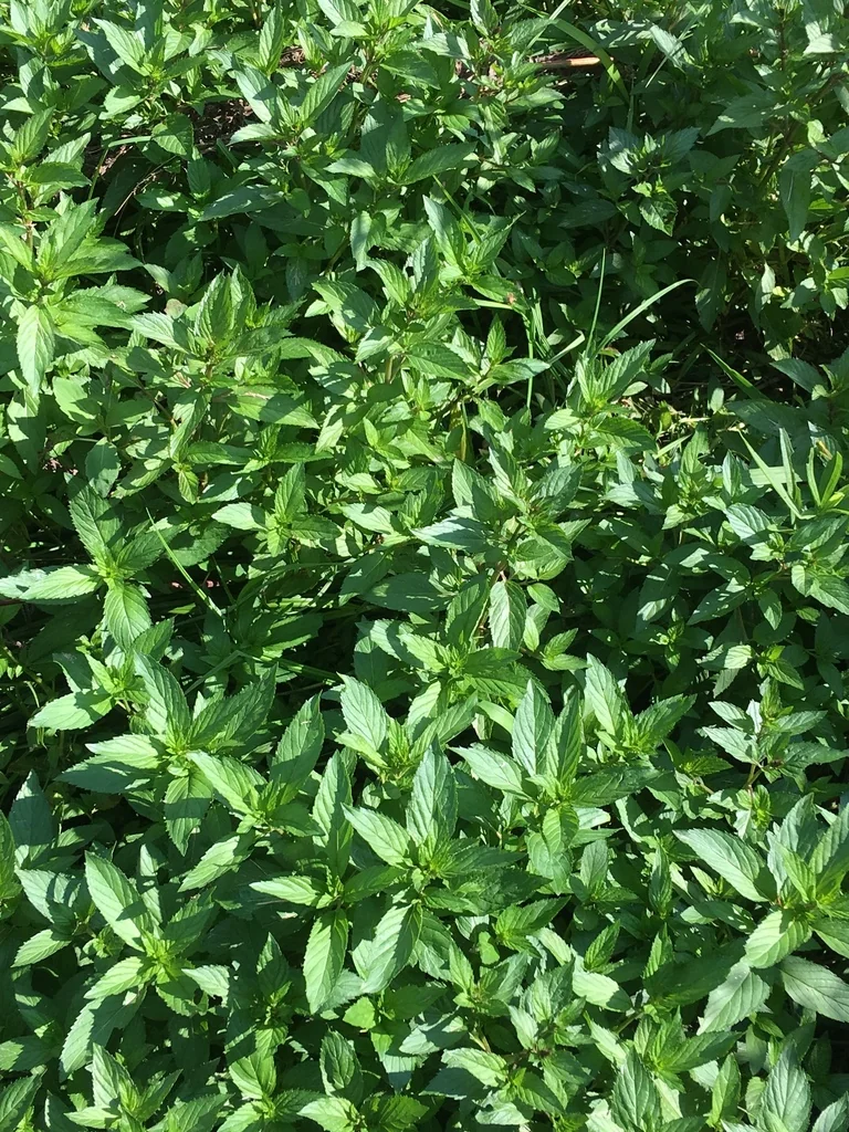 Mentha X Piperita