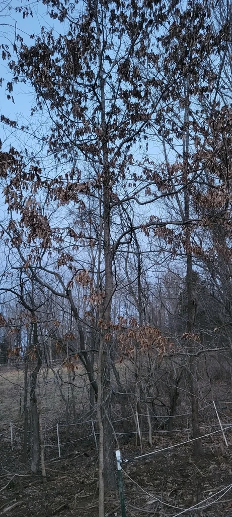 Quercus Imbricaria