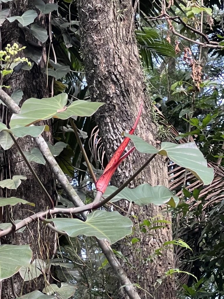 Philodendron erubescens