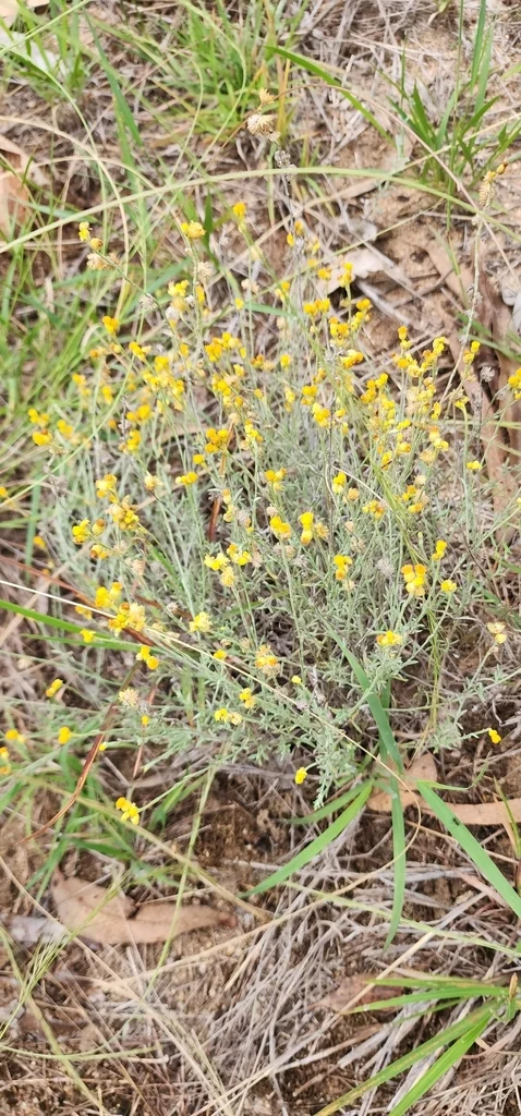 Chrysocephalum apiculatum