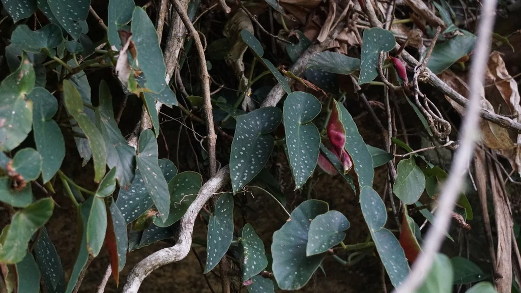Begonia maculata