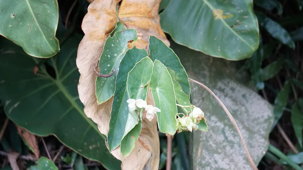 Begonia maculata
