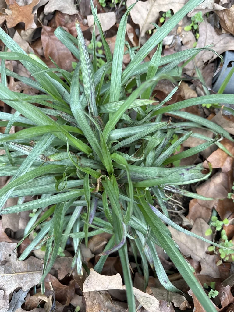 Liriope Muscari