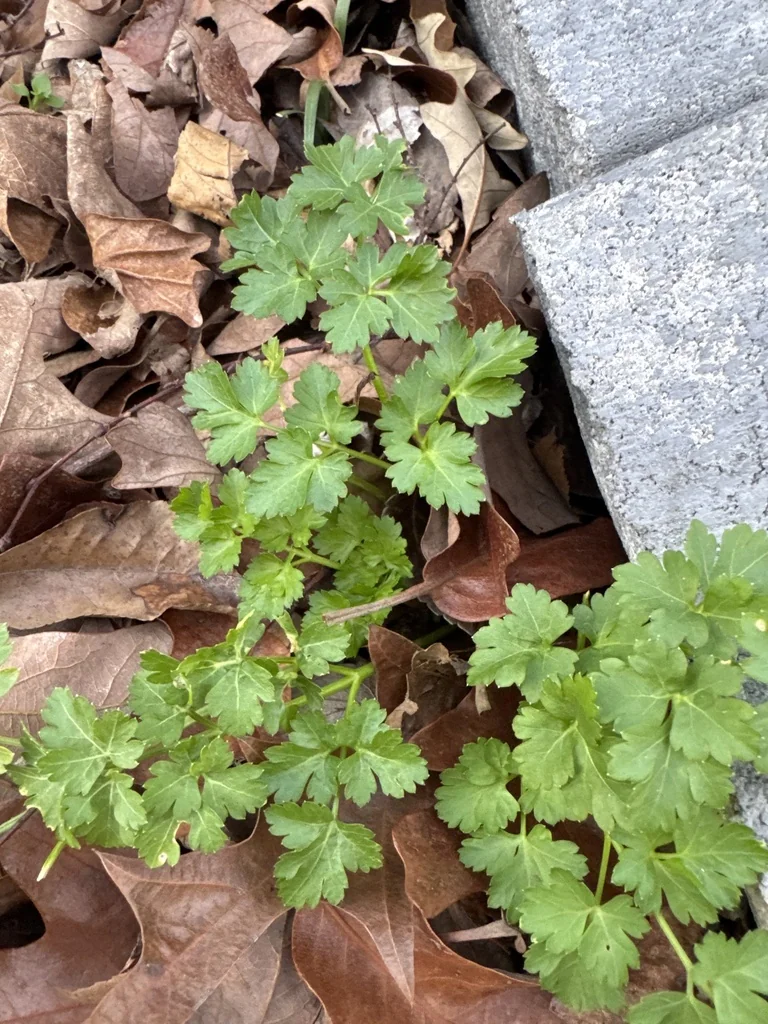 Petroselinum Crispum