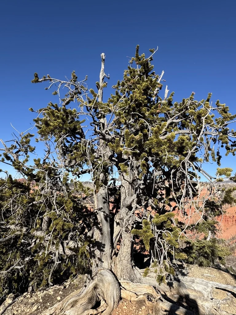 Pinus Longaeva