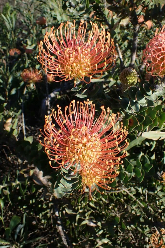 Leucospermum Cordifolium