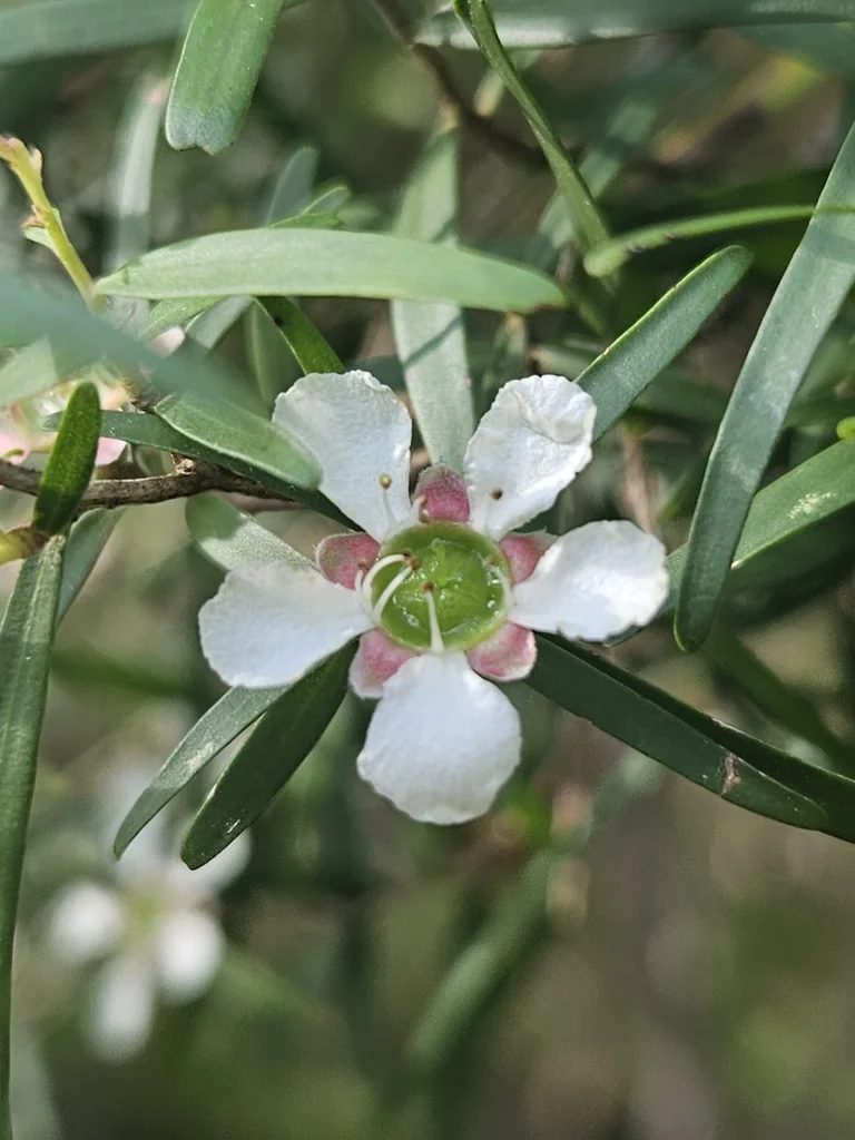 Leptospermum Petersonii