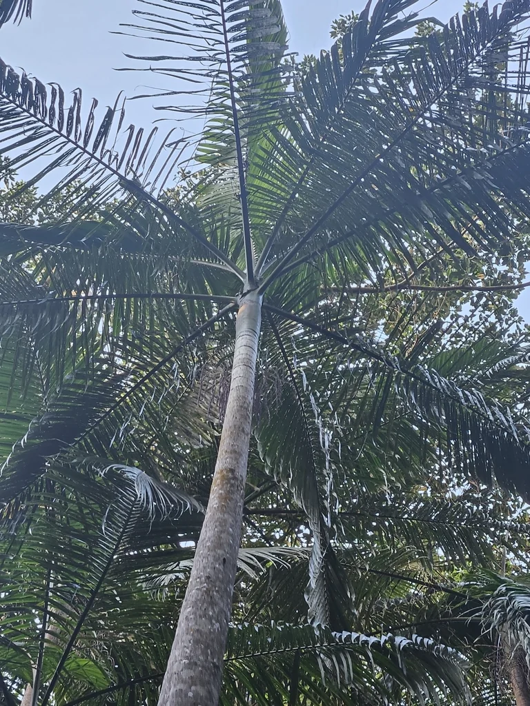 Archontophoenix Cunninghamiana