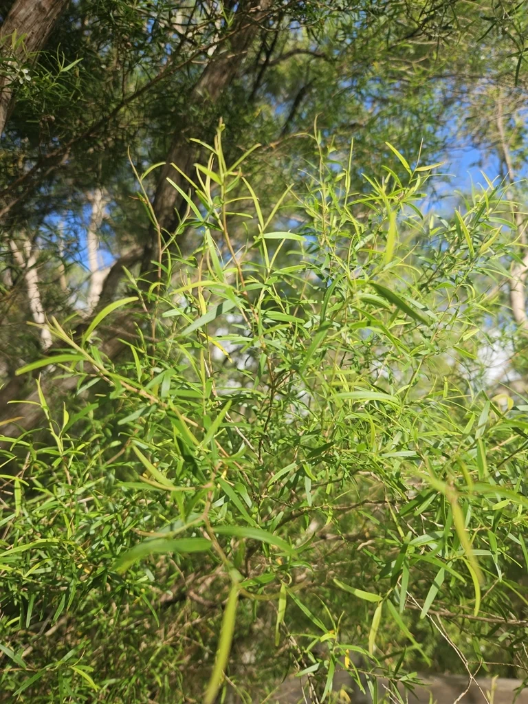 Leptospermum Petersonii