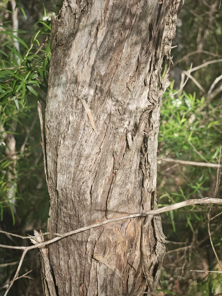 Leptospermum Petersonii