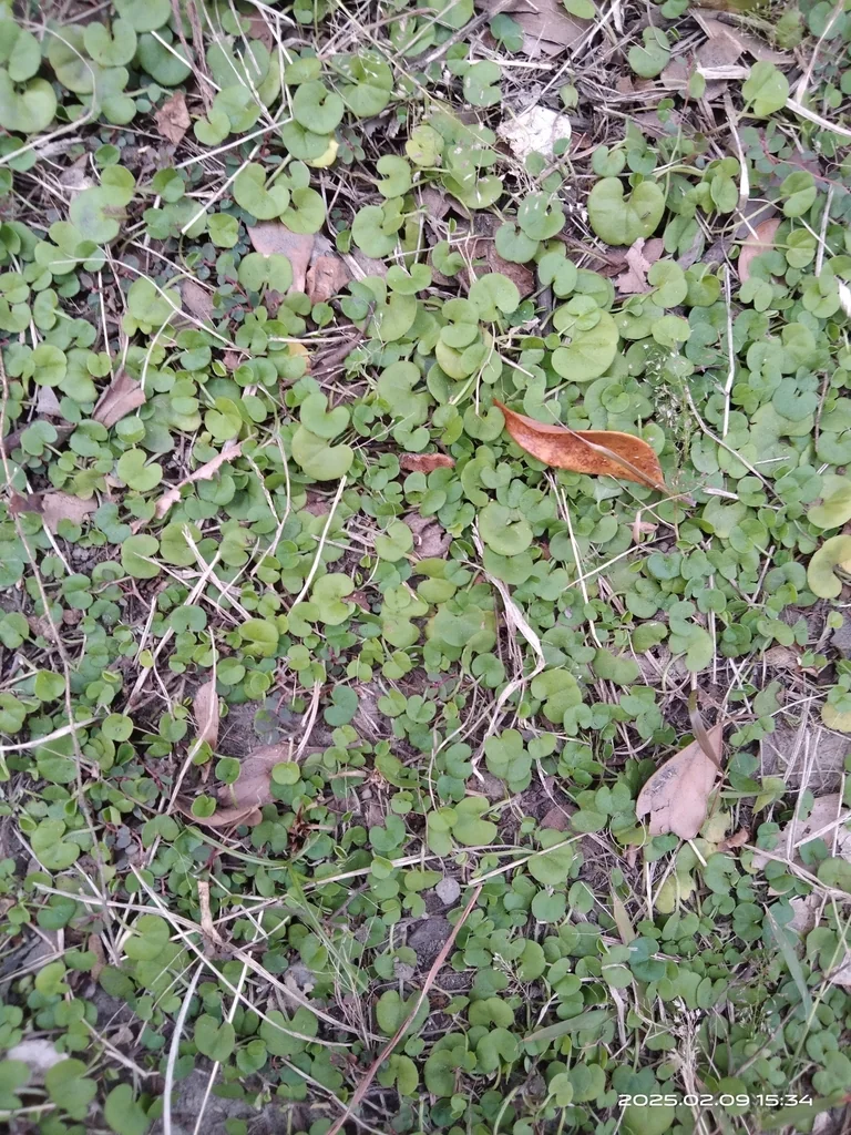 Dichondra Micrantha