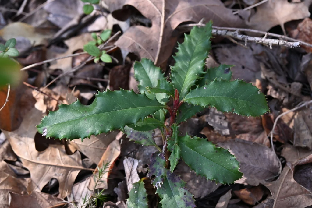 Photinia Serratifolia