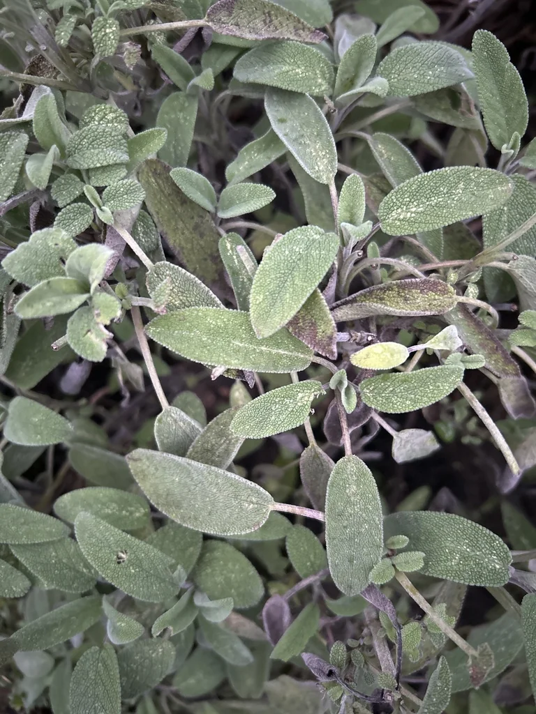Salvia Officinalis