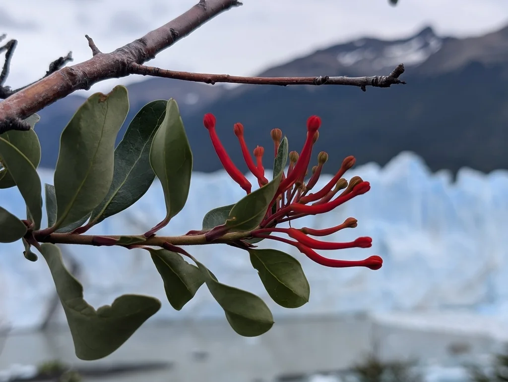 Embothrium Coccineum
