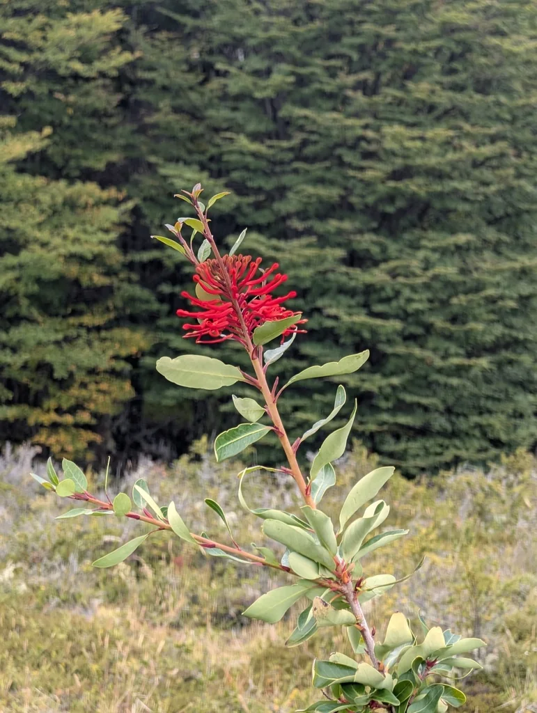 Embothrium Coccineum