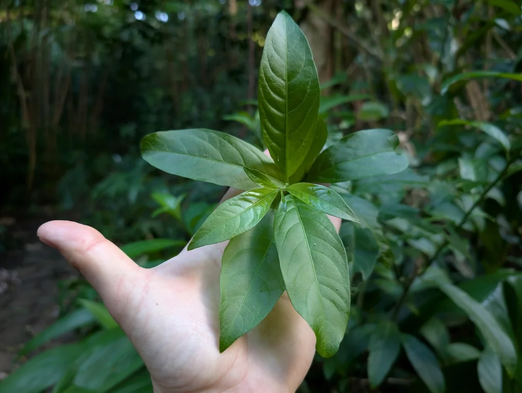 Cestrum Nocturnum