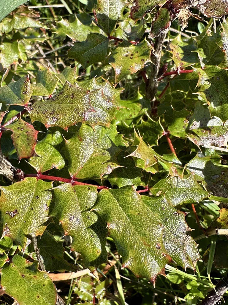 Berberis Pinnata