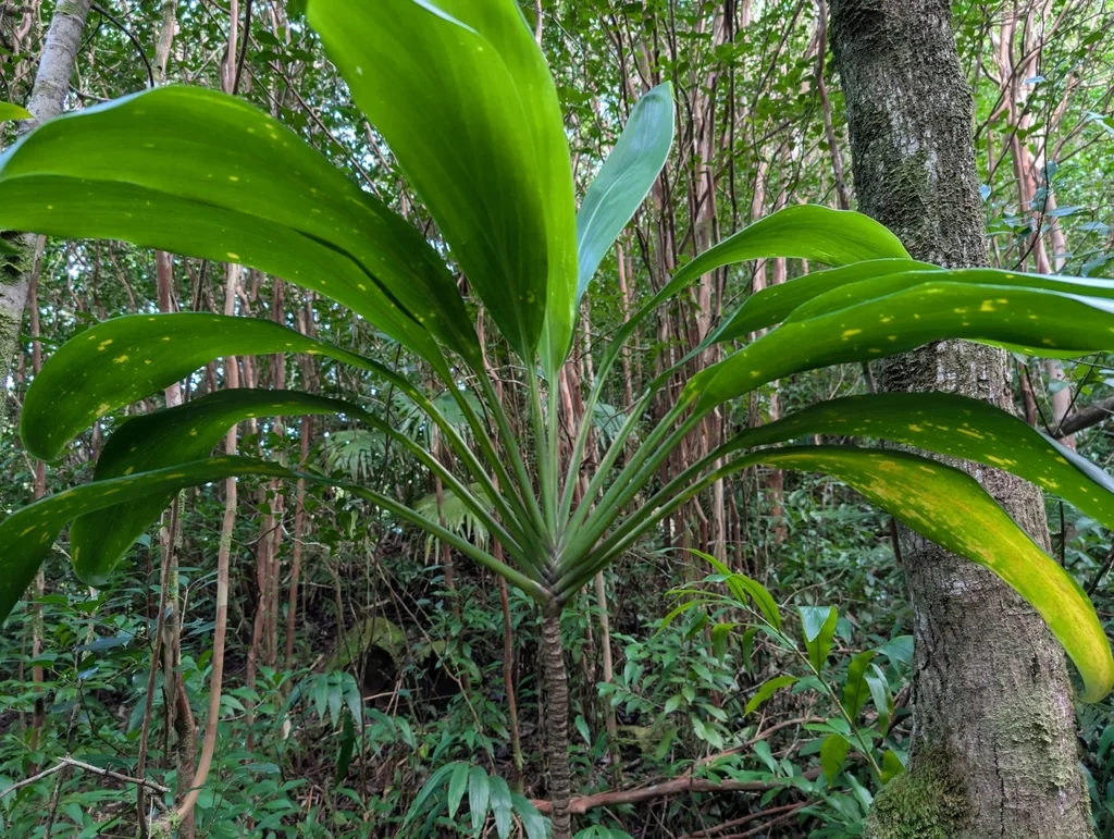 Cordyline fruticosa
