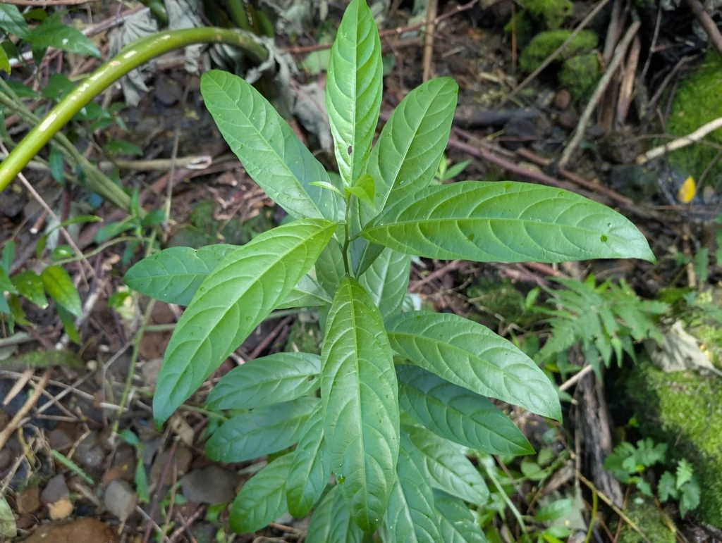 Cestrum Nocturnum