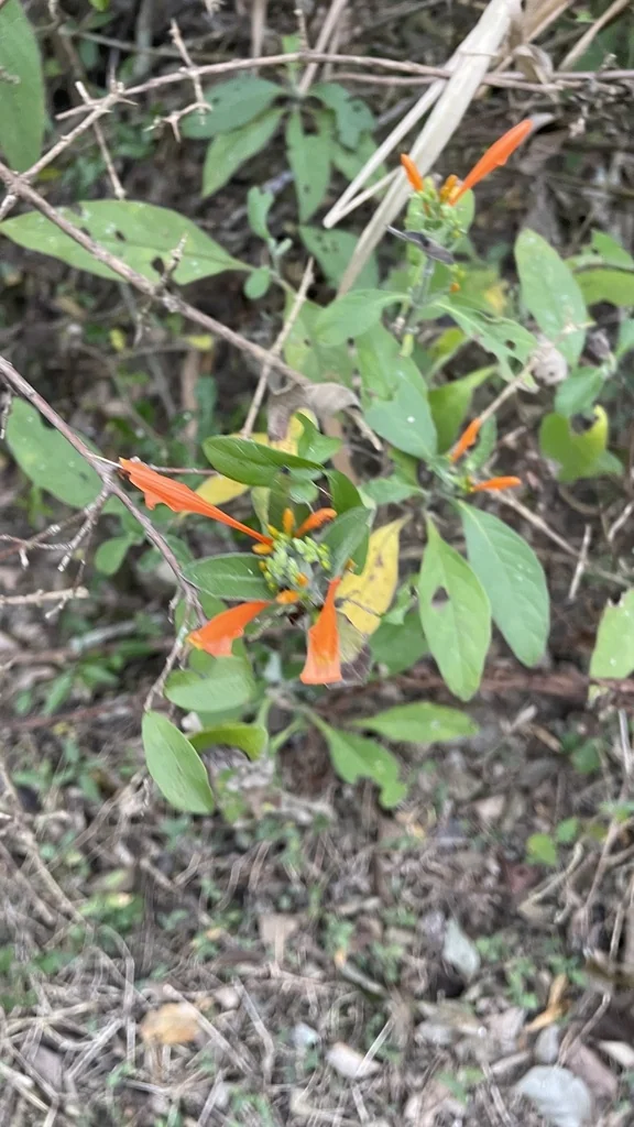 Justicia Spicigera